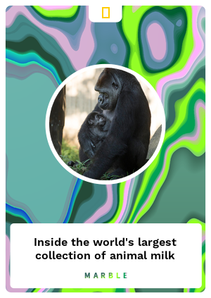 Inside the world's largest collection of animal milk