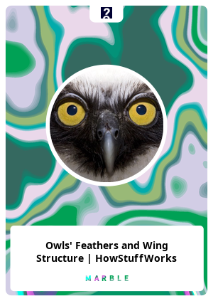 Nft Owls' Feathers and Wing Structure | HowStuffWorks