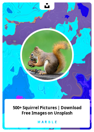 500+ Squirrel Pictures | Download Free Images on Unsplash
