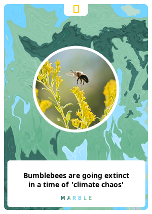 Bumblebees are going extinct in a time of 'climate chaos'